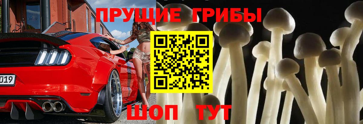 Чита  Галлюциногенные грибы Cubensis  Вход с VPN 